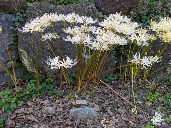 Gorgeous white spider lilies at Umenomiya Taisha.