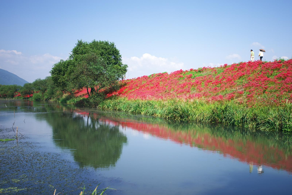 A couple walks along a river bank filled with red spider lilies.