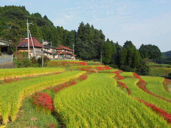 Higanbana growing between rice fields. It is thought the flowers acted as a deterrent for pests.