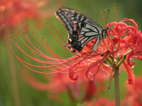 A butterfly alights on a red spider lily.