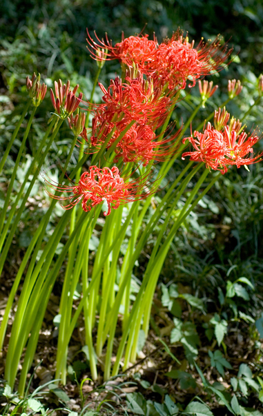 Red spider lilies were brought to Japan from the mainland along with the first rice plants.