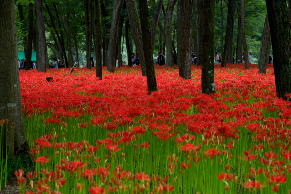 A forest floor filled with blooming higanbana.