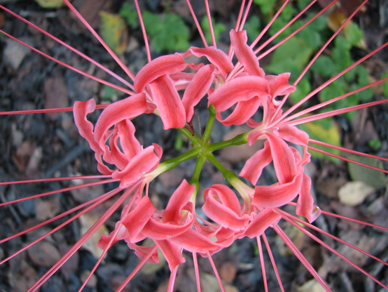 Not a firework, but the close up of a red spider lily flower.