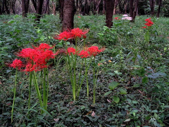Higanbana odd an eerie red glow to a gloomy forest interior.