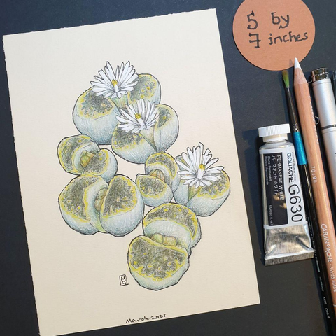 A small drawing of Lithops plants, also known as stone plants. The drawing is on cream paper. It measures 5 by 7 inches.
Lithops is a genus of succulent plants. They avoid being eaten by herbivores with their camouflage as small stones, and are often known as pebble plants or living stones.
An original art work
Colour pencil and mixed media on acid free toned artist paper
5 by 7 inches (12.7 by 17.8 cm).
Sold unframed