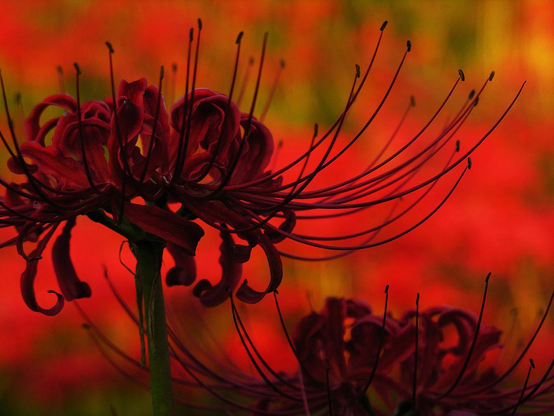 Close up of a red spider lily.