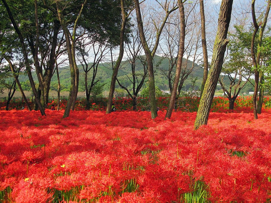 A field of red spider lilies.