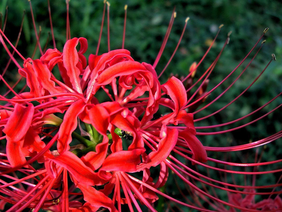 Close up of a red spider lily flower.