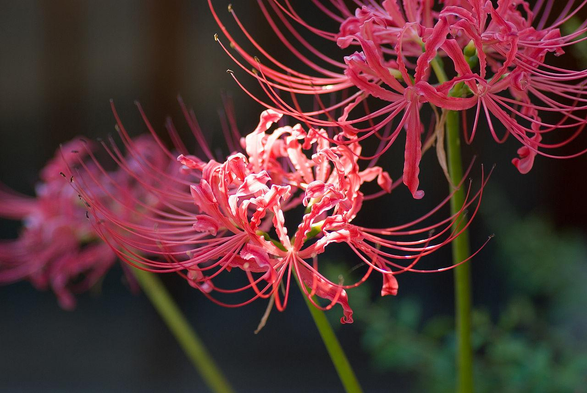 Close up of a red spider lily flower.