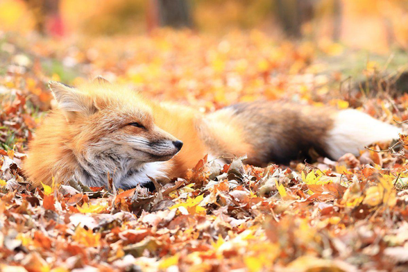 Picture of a Fox