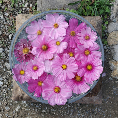 A display of vibrant pink cosmos at Hannya-ji.