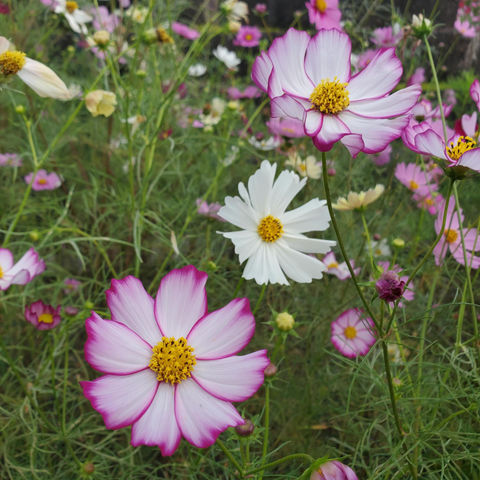 Cosmos flowers blooming in the grounds of Hannya-ji.