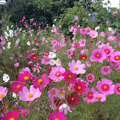 Cosmos blowing in the wind.
