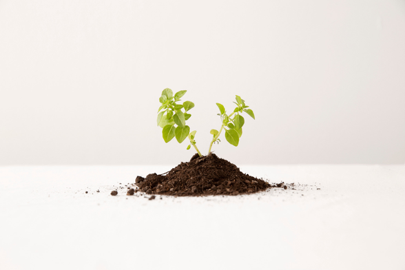 A small green seedling sprouting from a mound of dark soil, lit softly from above.