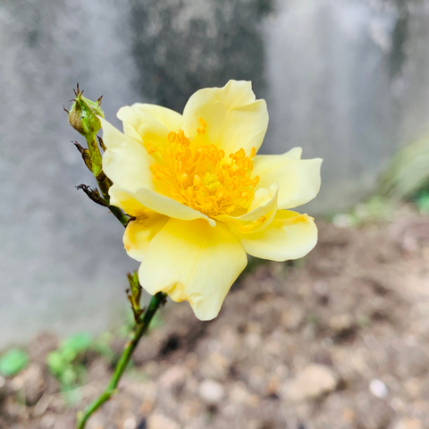 品種不明薔薇が咲いた。