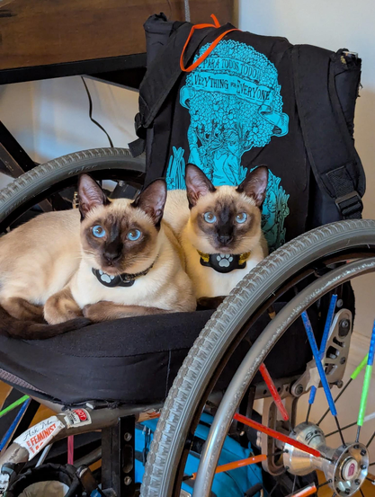 Two siamese cats sitting on a manual wheelchair, staring intently. the back rest of the chair reads, Para todos todo, everything for everyone