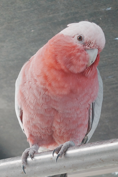 サンルームの物干し竿に止まるモモイロインコのみーちゃん。