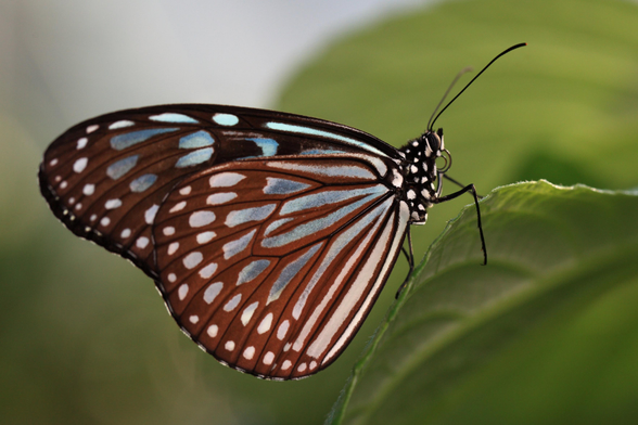 A chestnut tiger buttefly.