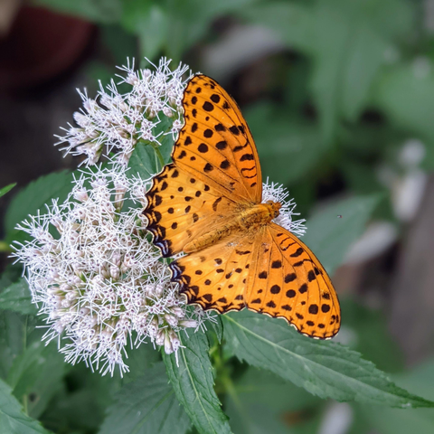 Butterfly on fujibakama.