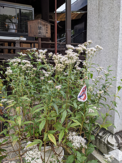 Gyogan-ji grows pots of fujibakama to attract butterflies in the autumn.