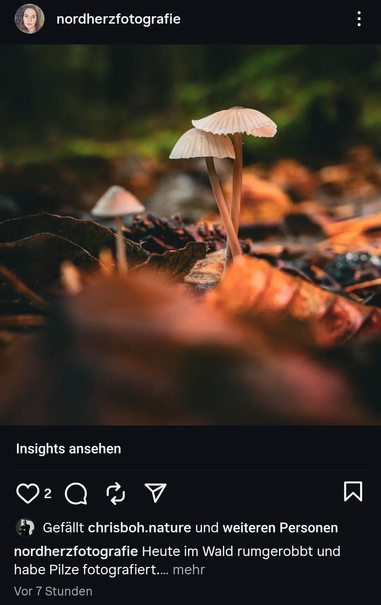 Screenshot Instagram.
Pilzfoto.
2 Likes