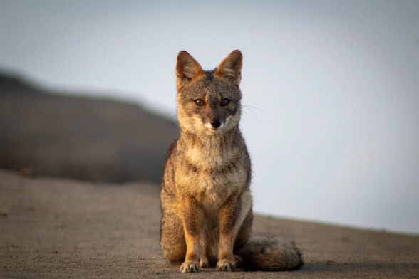 A small and very curious looking fox sitting on a very barren ground. The fox is a mix of beige and brown shades and looks very compact and fluffy. Especially the tail.