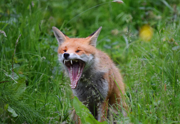 Picture of a Fox