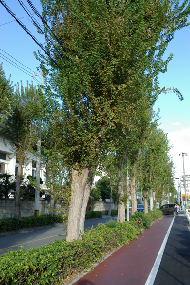 街路樹