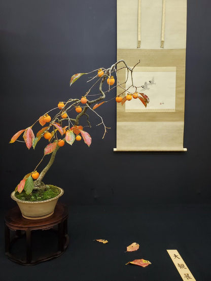 A miniature persimmon bonsai, perfect to show off the autumn season.
