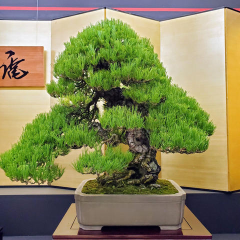 A miniature pine bonsai.