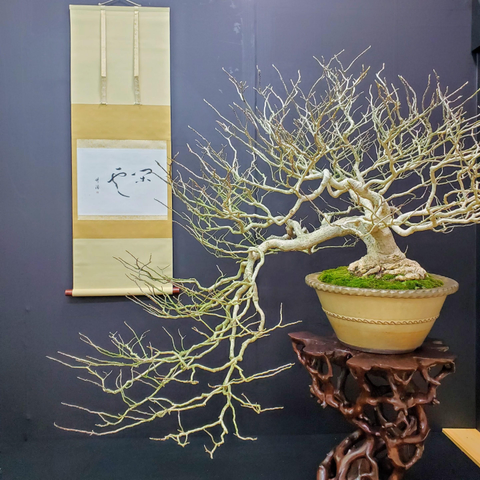 A deciduous bonsai after shedding its leaves.