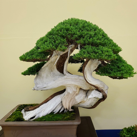 A beautiful 'deadwood' bonsai.