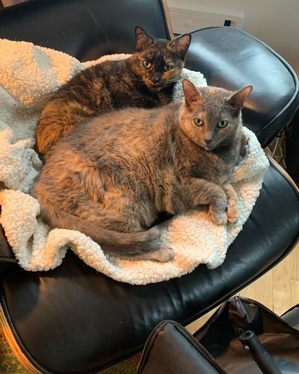 My two cats Stella (front) and Stacey (rear) laying on a sherpa fleece blanket on an Eames lounge chair. Stella is a dilute grey short-haired tortoiseshell on the bigger side, with green eyes and pink paw pads. Stacey is a small black-and-orange tortie with green eyes, light prominent ear furnishings, and several white whiskers.