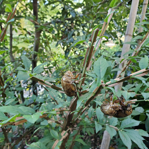 Cicada shells, a reminder of the summer just past.