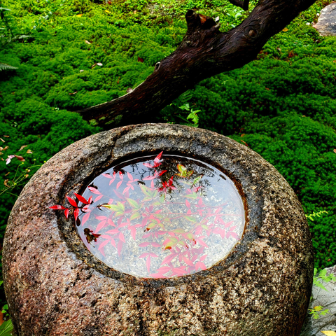 Autumn leaves in a stone wash basin.
