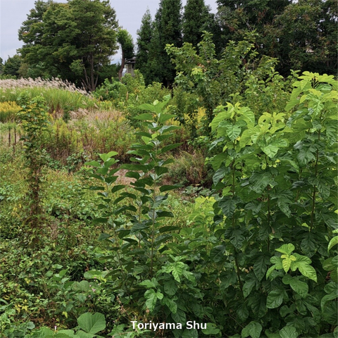 耕作放棄地。草木が生い茂っている。