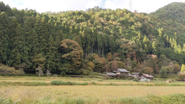 Looking across farmland to the thatched roofs of 'Kayabuki-no-sato'.