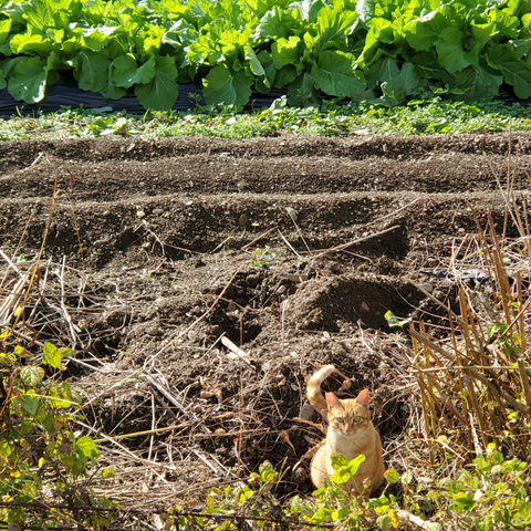 A gorgeous ginger cat watches us from a vegetable patch in Miyama.