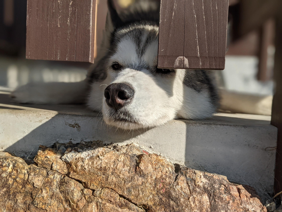 A husky sticks his nose through a cafe's fence to greet guests.