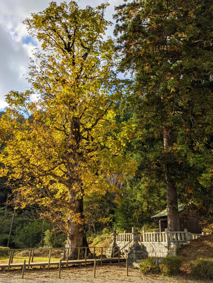 Miyama Inari-jinja's great horse chestnut tree slowly turns yellow as autumn deepens.