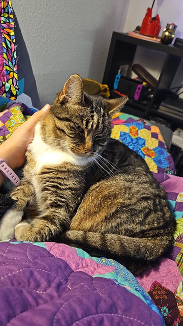A grey striped cat, with a white chest getting cuddles on a mostly purple patchwork quilt.