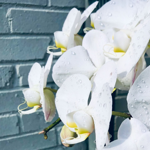 Water droplets sparkle across a spray of white orchids before a blue-grey brick wall.