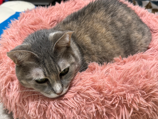 もふもふベッドに埋もれる猫は可愛い