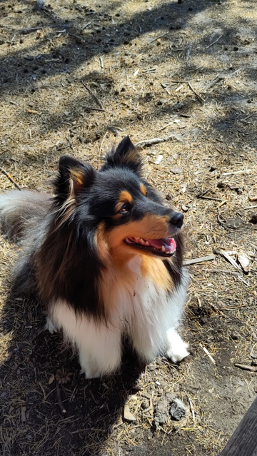The Beloved Child, a tricolour Shetland Sheepdog. She's sitting on a forest floor, looking towards the right of the viewer. 