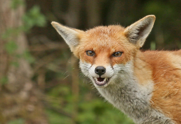 Picture of a Fox