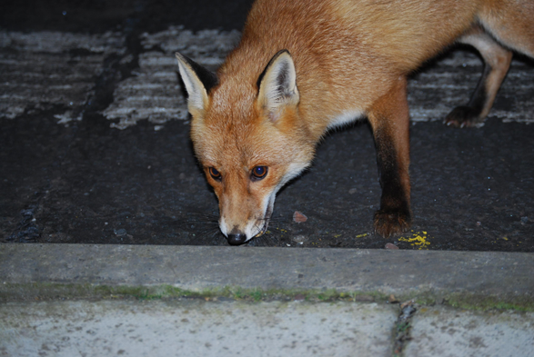 Picture of a Fox