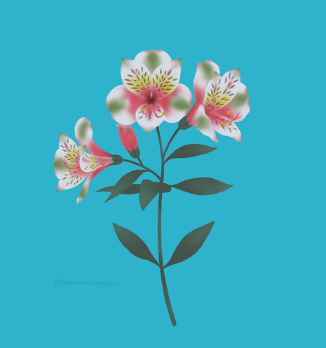 A flowering Peruvian lily