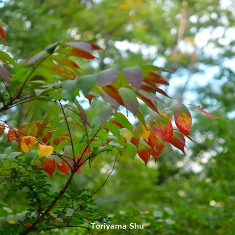 色づき始めたウルシ