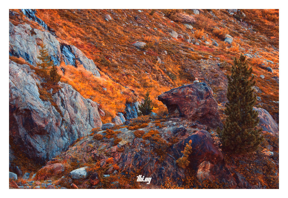 False-color high-alpine tundra landscape with large boulders.