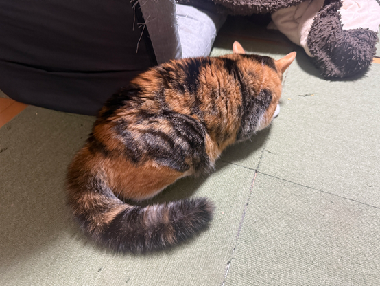 猫がこたつの前で尻尾をボワボワに膨らませている